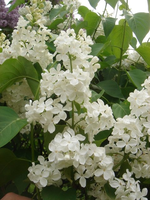 Syringa vulgaris 'Vestale' 2